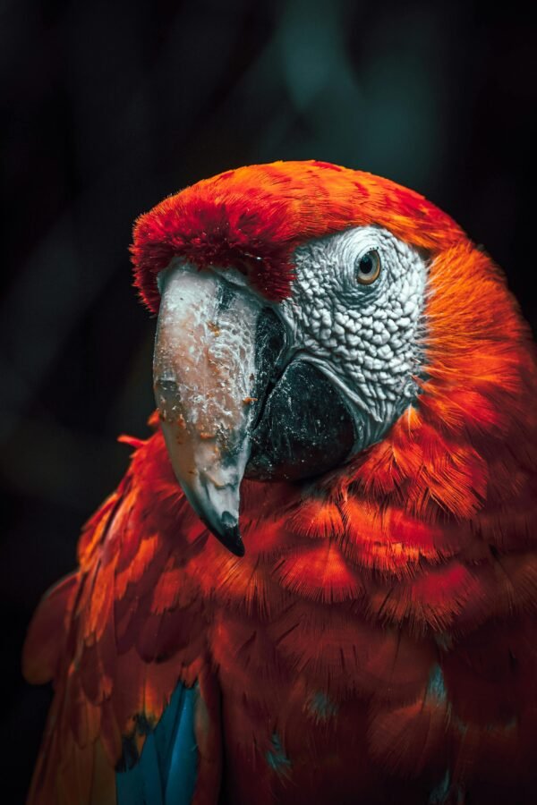 Detailed close-up of a colorful Scarlet Macaw in Mexico, showcasing vibrant plumage.