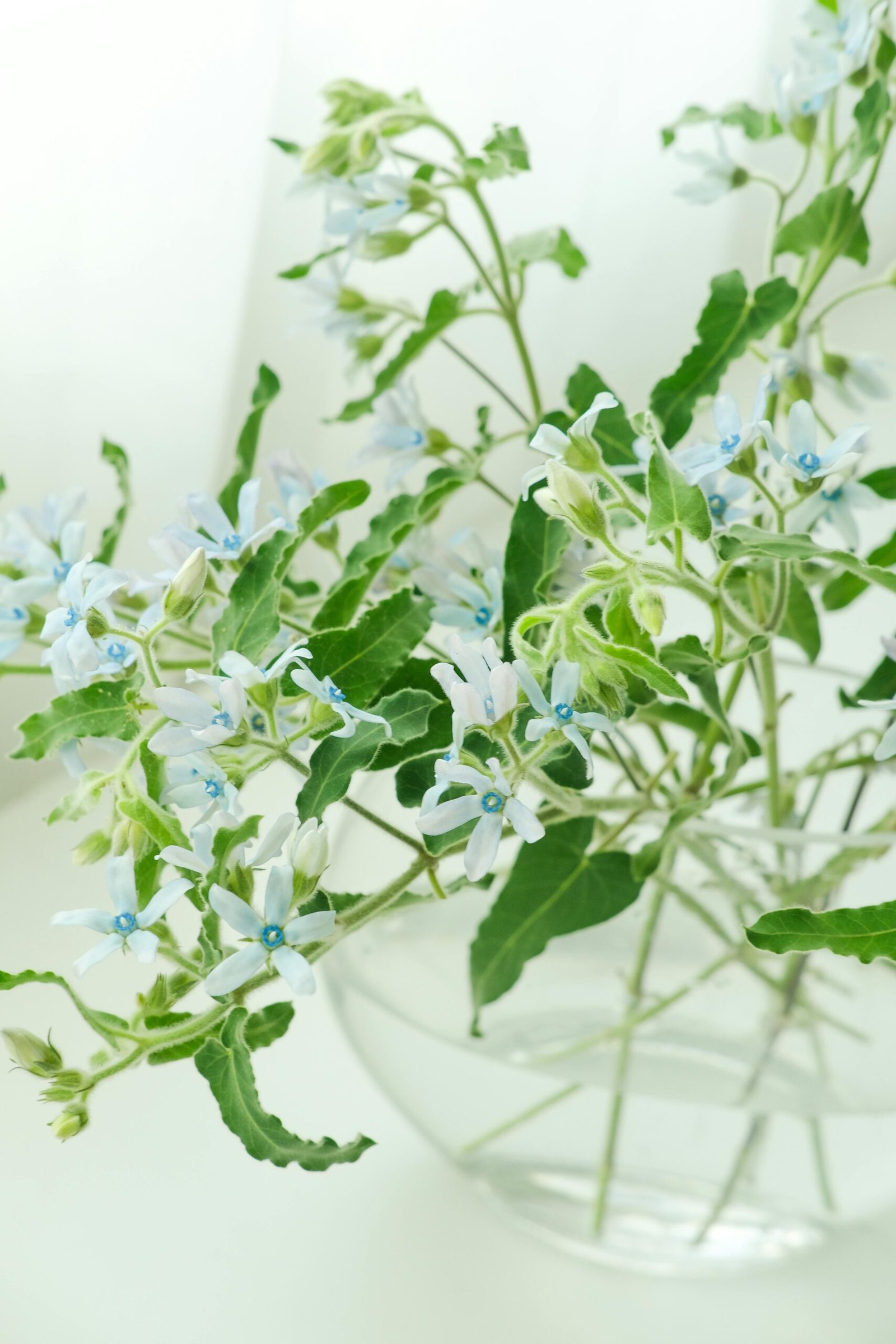 A beautiful arrangement of blue oxypetalum flowers in a glass vase showcasing delicate beauty.